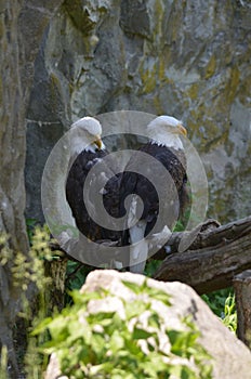 Pair of American Bald Eagles Perched Together in a Tree