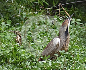 A pair of American bittern among the water plants