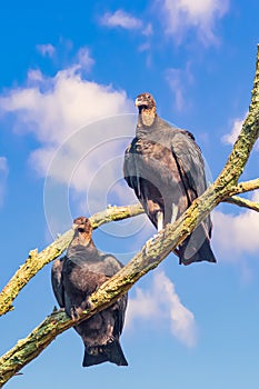 A pair of the American Black Vultures in Bombay Hook National Wildlife Refuge.Delaware.USA