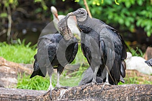 American black vultures Coragyps atratus - Florida, USA