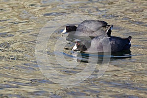 Pair of American Coots Swimming Across the Water