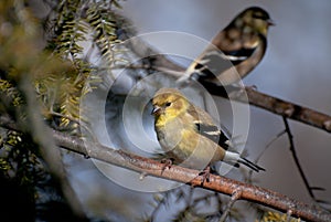 Pair of American Goldfinch Perched in a Tree