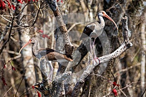 Pair of american Juvenile White Ibis on a tree