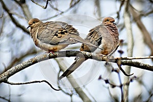 Pair of American mourning doves zenaida macroura or rain dove