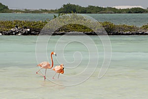 A pair of American pink flamingos walk through a turquoise lagoon on the island of Bonaire in the Caribbean