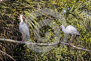 A pair of American white ibis perched on a tree branch