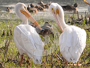 A pair of American white pelicans during fall migrations on the Minnesota River in the Minnesota Valley National Wildlife Refuge