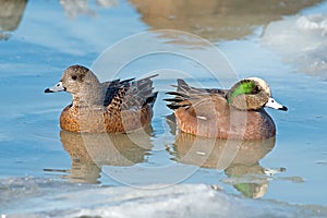 Pair of American Wigeon