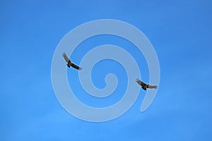 Pair of Andean Condor flying in the Blue Sky over the Colca Canyon, Peru
