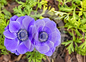 Pair of anemone flowers