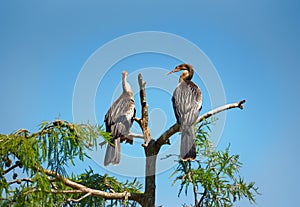 An pair of anhinga perched in a tree.
