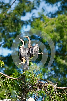 An pair of anhinga perched in a tree.