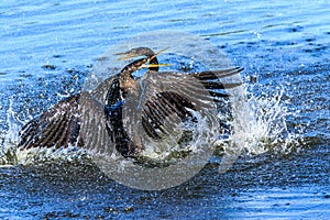 Pair of Anhingas in Conflict