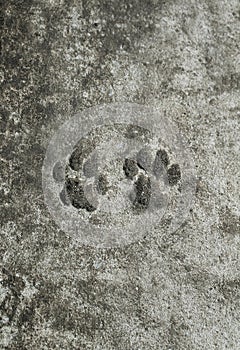 pair of animal prints cat trail froze on a concrete path in th