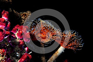 Pair of annelids