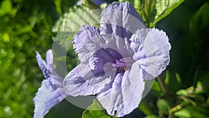 Pair of ants on purple petunia II