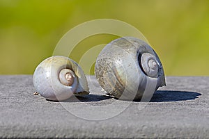 Pair Of Apple Snail Shells