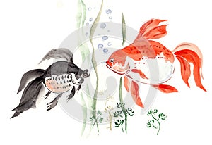 Pair aquarium goldfishes with air bubbles and plants closeup. Watercolor hand drawn in Chinese technique go-hua with paper texture