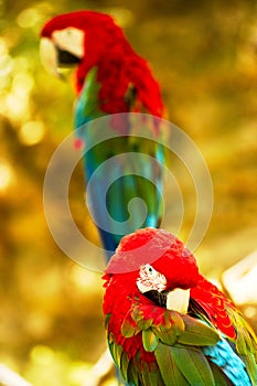 Pair of Ara Chloroptera parrots