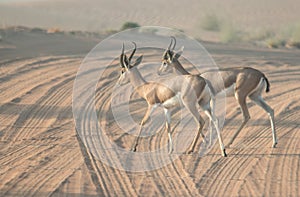 A pair of arabian gazelles crossing a desert road during early morning hours. Dubai, UAE.