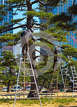 A pair of arborists, tree surgeons, at work in Tokyo Japan.