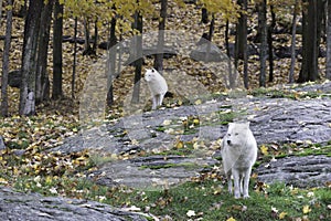 Pair of Arctic Wolves in a fall, forest environment