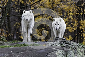 Pair of Arctic Wolves in a fall, forest environment
