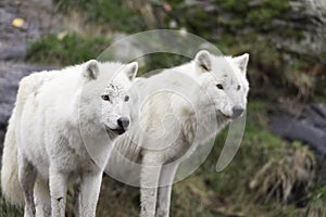 Pair of Arctic Wolves in a fall, forest environment