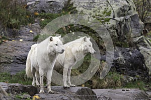 Pair of Arctic Wolves in a fall, forest environment