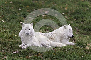 Pair of Arctic Wolves in a fall, forest environment