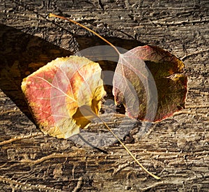 Pair of Aspen Leaves