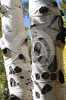 A pair of Aspen tree trunks in the fall with a blue sky.