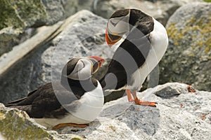 Pair of Atlantic Puffins making eye-contact on Machias Seal Island, Canada