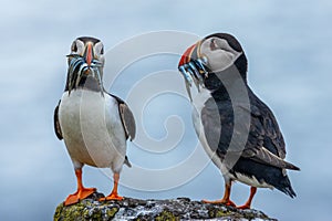 Pair of Atlantic puffins standing on a rock while holding fish in their beaks