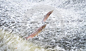 A pair of Atlantic salmon Salmo salar jumping