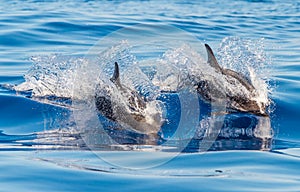 A Pair of Atlantic spotted dolphins