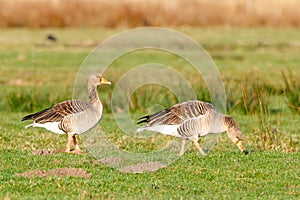 Pair of attentive gray geese, Anser Anser, foraging in their natural living environment