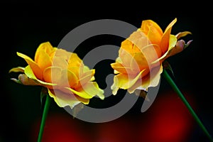 Pair of attractive yellow orange roses against dark background