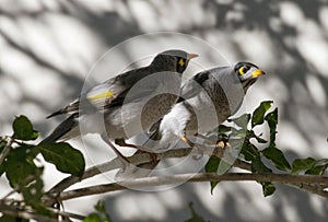 A pair of Australian Noisy Minors (Manorina melanocephala)