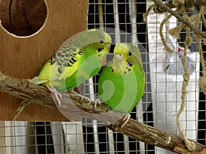 A pair of Australian parrots in a cage