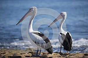 Pair of Australian pelican birds