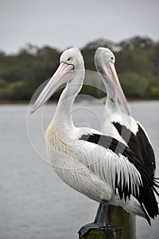 Pair of Australian Pelicans