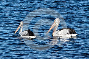 Pair of Australian Pelicans