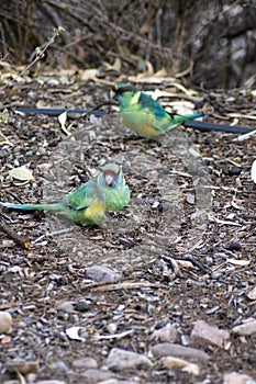 Pair of Australian Ringneck parrots, Wilpena Pound Resort, SA, Australia