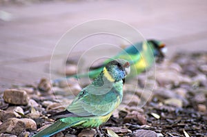 Pair of Australian Ringneck parrots, Wilpena Pound Resort, SA, Australia