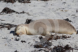 Pair Australian sea lion, Neophoca cinerea, sleeping on the beach at Seal Bay, Kangaroo Island, South Australia