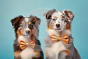 Pair of Australian Shepherd dogs with bowties on pastel blue background