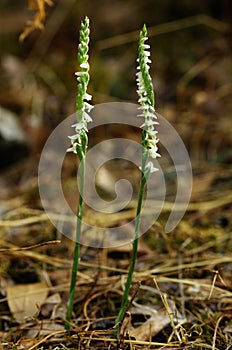 Pair of Autumn Lady`s Tresses orchids - Spiranthes spiralis photo