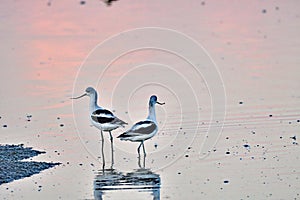 A pair of Avocets