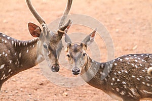 a pair of axis deer chatting in the field